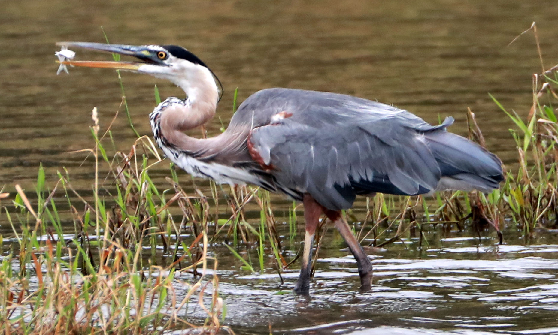080319_BlueHeron001_bjs.JPG